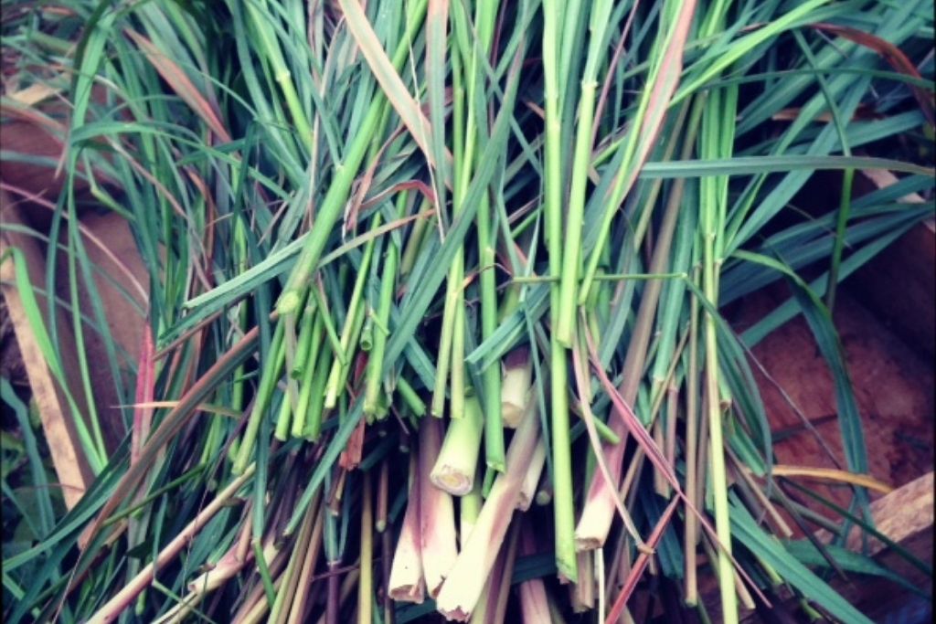 Lemongrass - Herbal Revolution