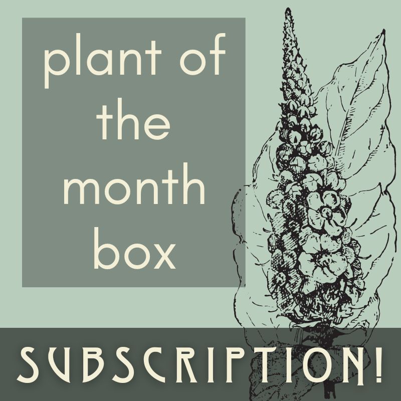 Plant of the Month Box Subscription