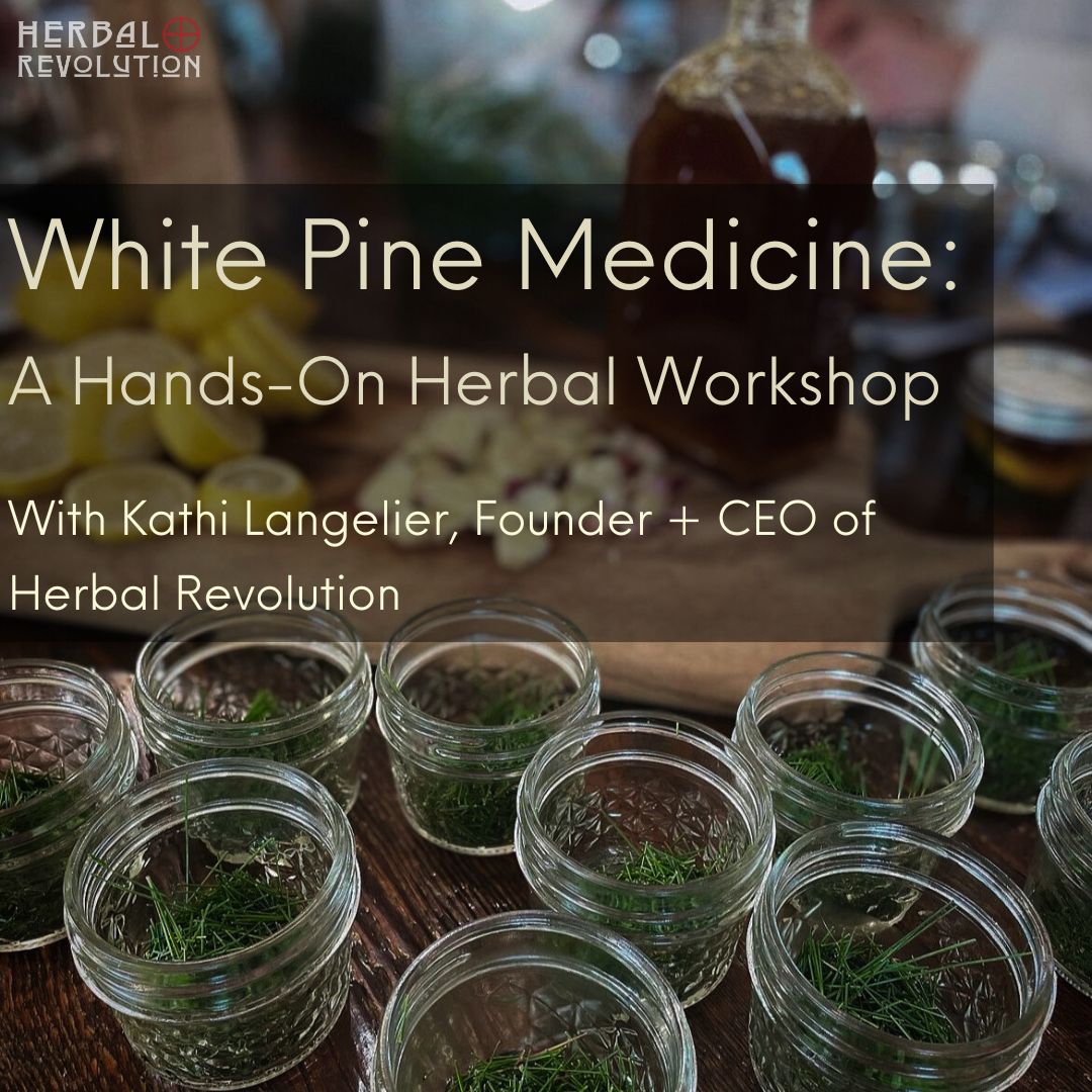 WHITE PINE MEDICINE: A hands-on herbal workshop with Kathi Langelier