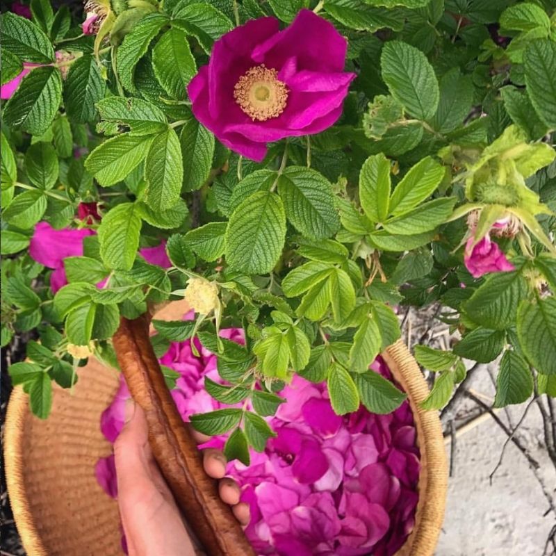 Rose Petal Shrub || Drinking Vinegar